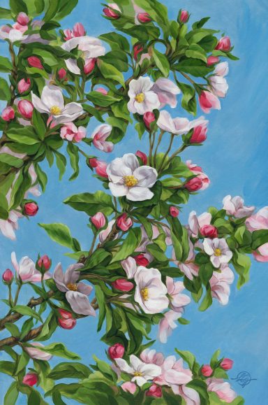 Blühende Apfelbaumzweige mit rosa Knospen und weißen Blüten vor blauem Himmel. apple blossoms